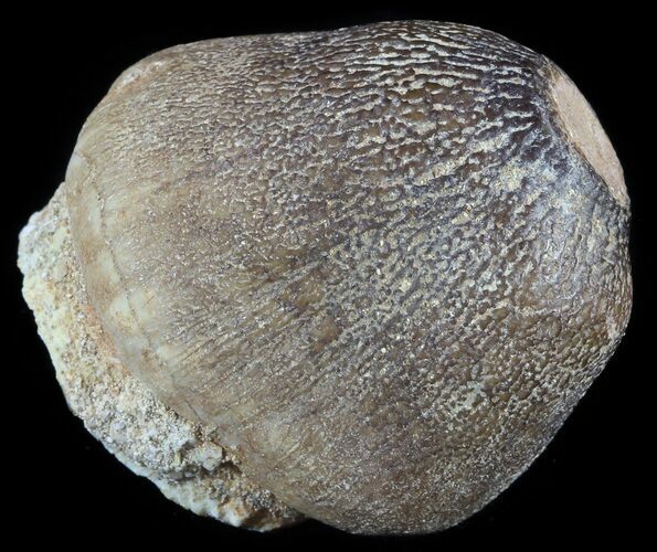 Igdamanosaurus (Globidens) Mosasaur Tooth - #51904